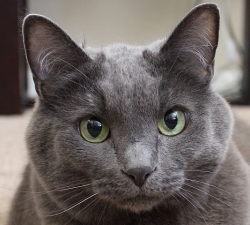 Greyling: Las Vegas Cat Sitting Client