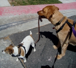 Fi and Jacks: Las Vegas Pet Sitting Clients