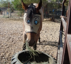 Horsey: Las Vegas Horse Care Client