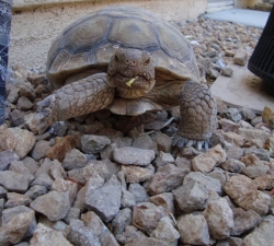 Desert Tortoise